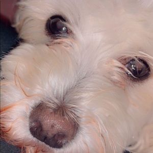 Meet your Posher, Alexa